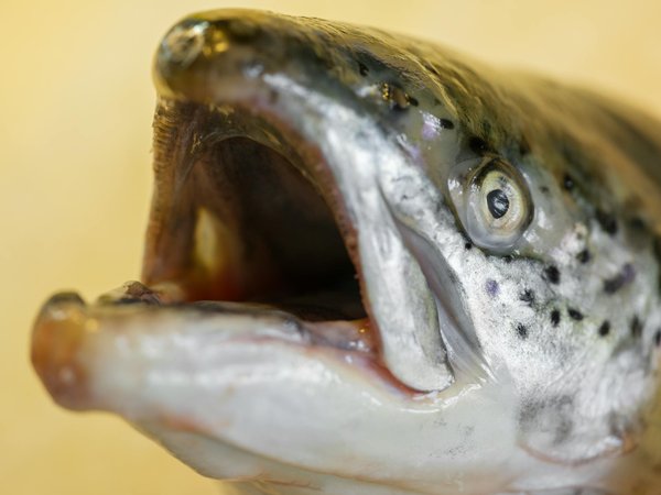 Discover Inner Peace: How Mindfulness Meditation Alleviates Symptoms of Generalized Anxiety Disorder